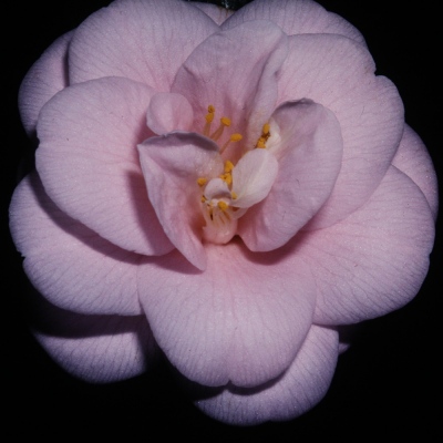 Peach Blossom (Fleur Dipater)